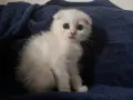Британски котета, снимка 8