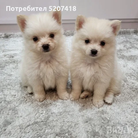 Померан, померани 