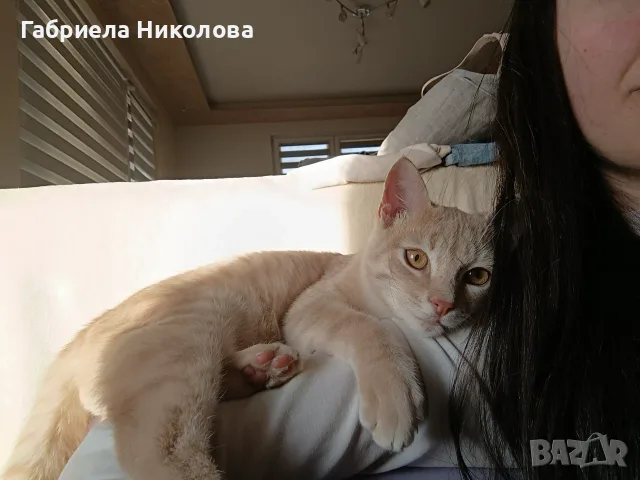 Подарявам коте СПЕШНО , снимка 15 - Други - 56334764