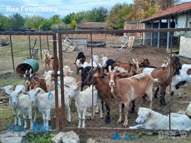 Продавам млечни кози , снимка 5 - Кози - 56728605