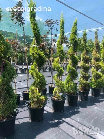 Cupressus macrocarpa ‘Goldcrest’ (Кипарис Златен връх