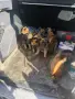 Белгийска овчарка, снимка 7