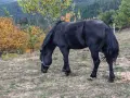 жребец и Кобилка бартер предлагайте , снимка 1