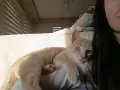 Подарявам коте СПЕШНО , снимка 15