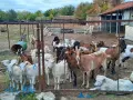 Продавам млечни кози , снимка 5