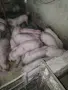 Малки……прасета !, снимка 2