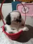 Японски хин момиченце, снимка 4