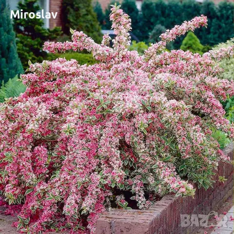 Вайгела (червева и шарена), снимка 2 - Градински цветя и растения - 56705011
