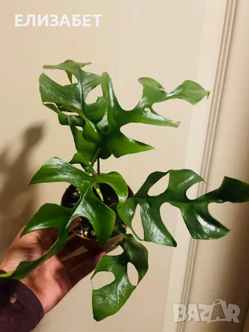 Monstera monstera 