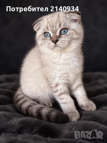 Шотландско клепоухо момиче. Scottish fold със сини очи