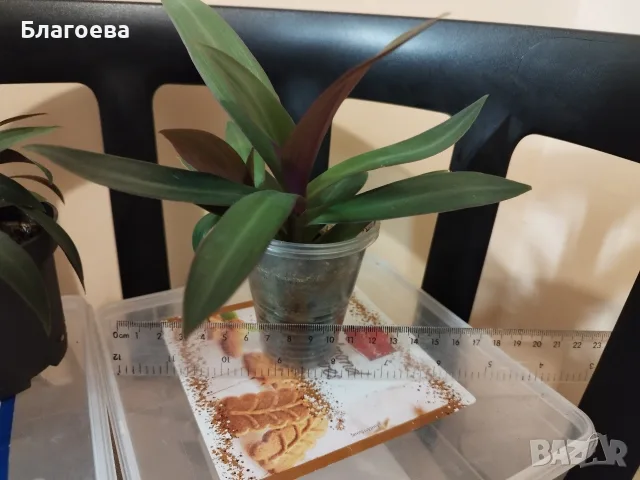 Традесканция Рео, снимка 3 - Стайни растения - 54995035