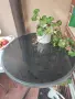 Маса за балкон или градина+ 2 стола, снимка 2