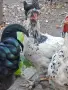 Домашни петли Домашни петли, снимка 5