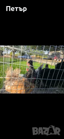 Декоративни кокошки и петли джинки, снимка 2 - Кокошки и пуйки - 56404370