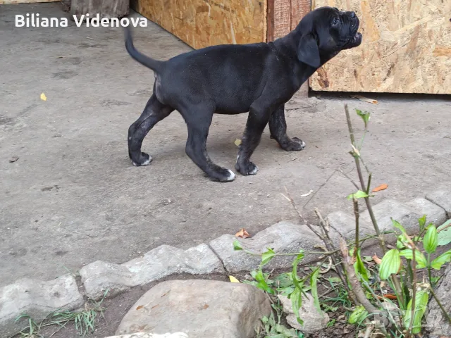 Продавам кученца Кане Корсо , снимка 12 - Кане корсо - 56329358