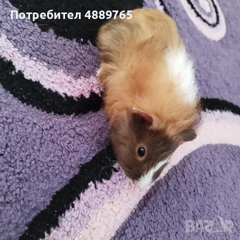 Морски свинчета, снимка 6 - Морски свинчета - 56634894