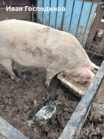 Домашни прасета, снимка 3 - Прасета - 56745076