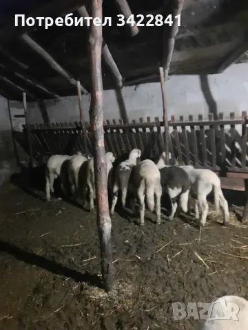 Продавам агнета., снимка 3 - Овце - 56734154