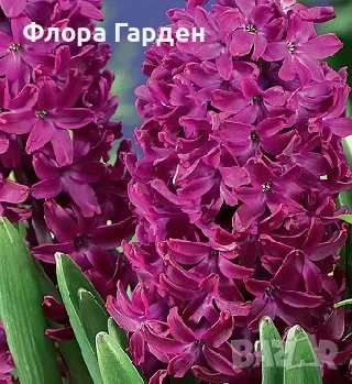 Луковици ЗЮМБЮЛ