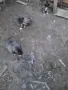 кангали мъжки и женски , снимка 3