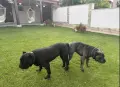 кученца Кане Корсо , снимка 7