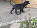 Продавам кученца Кане Корсо , снимка 12