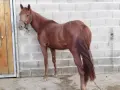 Продавам кобила Куотър хорс ., снимка 3