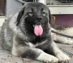 Кавказка Овчарка , снимка 3