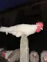 Бял легхорн петли, снимка 6