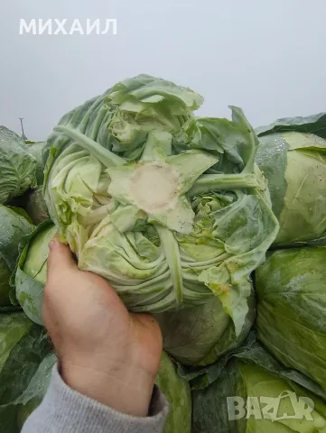 Прясно и крехко зеле Кьосе , снимка 4 - Домашни продукти - 56661116