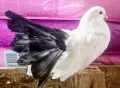 гълъби фенерлии, снимка 1