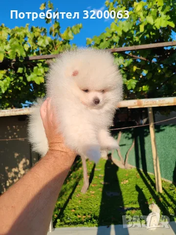 Померан померанчета., снимка 2 - Померан - 56570596