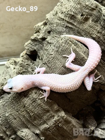 Леопардови гекони (Eublepharis
macularius), снимка 2 - Гекон - 56590553