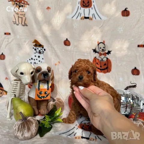 Toy poodle той пудел, снимка 17 - Пудели - 56555077