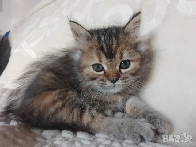 Сибирско котенце, черно таби, SIB n 22, сибирче, момиче, хипоалергенно, 2 м, коте, сибирска котка