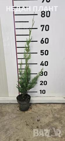 Кипарис Лейланд, снимка 2 - Градински цветя и растения - 55686295