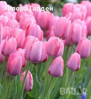 Луковици ЛАЛЕТА, снимка 10 - Градински цветя и растения - 56629976