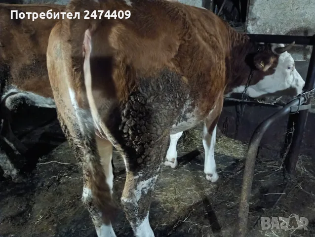 Женско теле симентал, снимка 3 - Крави - 56556102