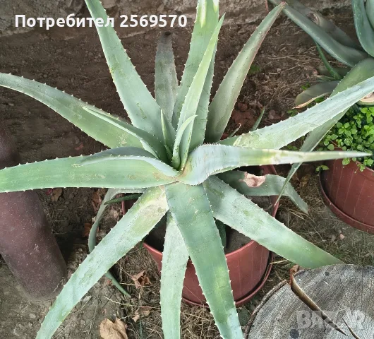 🌿 ПРОДАВАМ ЛЕЧЕБНО АЛОЕ ВЕРА 🌿 , снимка 9 - Стайни растения - 56662282