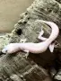 Леопардови гекони (Eublepharis
macularius), снимка 2