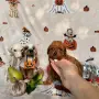 Toy poodle той пудел, снимка 17