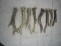 Малки рогчета и ножчета, снимка 1