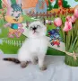 Шотландско мъжко със сини очи , снимка 3
