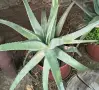 🌿 ПРОДАВАМ ЛЕЧЕБНО АЛОЕ ВЕРА 🌿 , снимка 9