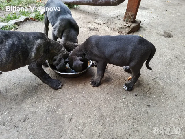 Продавам кученца Кане Корсо , снимка 5 - Кане корсо - 56329358