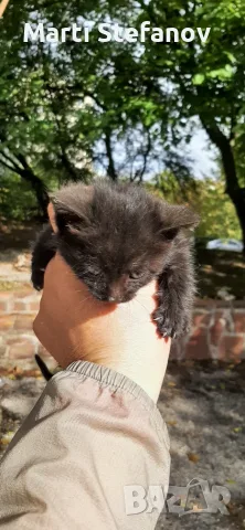 Пидарявам черно коте дългокосместо, снимка 4 - Други животни - 56556156