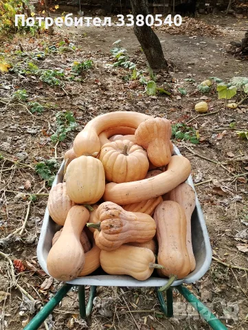 Продавам Био Тикви. Собствено производство , снимка 3 - Други - 56565184