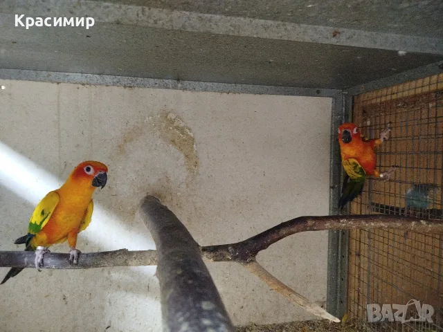 различни видове птици , снимка 11 - Папагали - 56565502