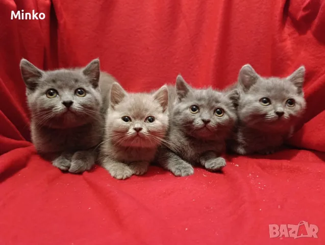 Котета от порода Руска синя котка !