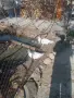 Продавам Неми патици , снимка 4